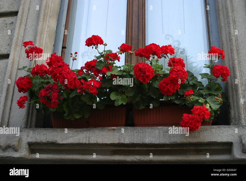 pelargonie parapet balkon