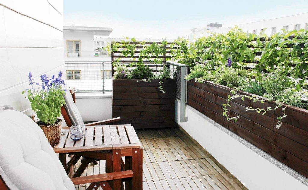 szałwia parapet balkon rośliny doniczkowe